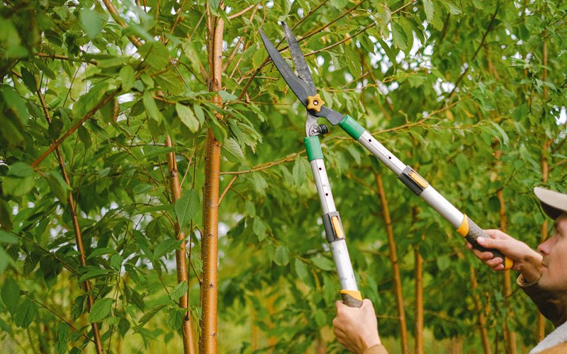 Tree trimming in Autaugaville, AL